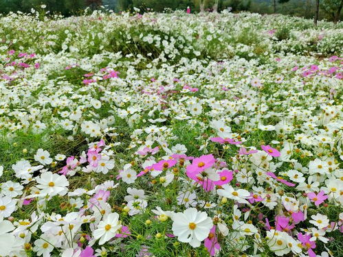一、野花影院手机版概述