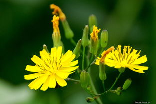 二、如何使用野花影院手机版