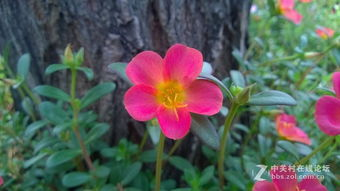 四、野花影院手机版的观影优势