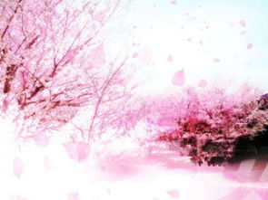 二、樱花动漫官方下载步骤