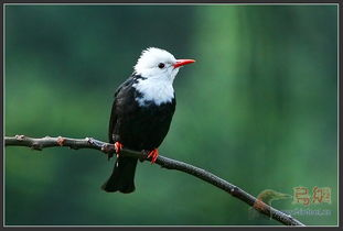 一、苍狼的生活习性探究