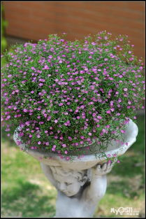 一、法国满天星《八尺夫人》的种植要点