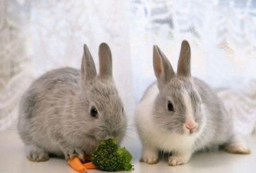 一、了解兔子的基本需求