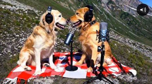 Sora2简介与核心功能