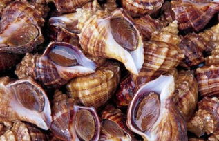 了解海螺视频及其搜索功能的重要性