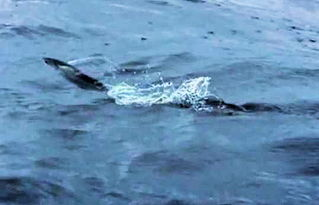 Understanding the Flying Fish Net Douyin Account Ecosystem