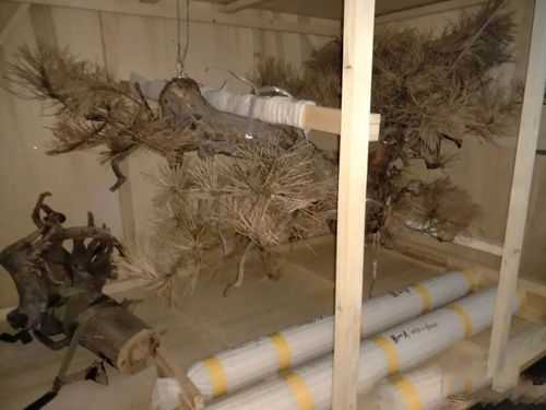 62. 艺术品国际运输包装,艺术品运输保险怎办理