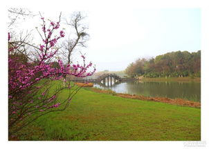 一、北国春天的美景概览