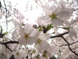 三、樱花漫画官方入门网资源种类介绍