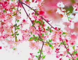 四、樱花漫画官方入门网的用户互动体验