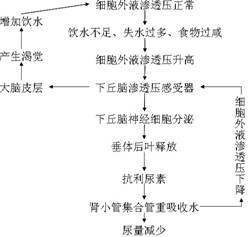 二、成分特点与洗涤效果