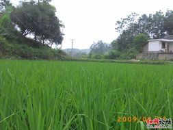 三、乡村野花在生活中的应用与价值