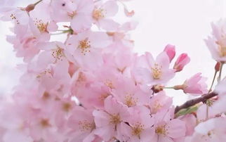 一、了解桃花的生长习性