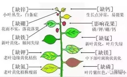 二、植物选择与布局策略