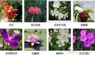 四、特殊植物与道具的运用