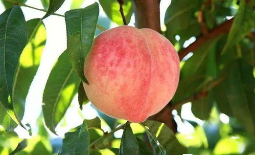 二、桃子的种植技巧