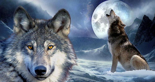 一、狼群视频的吸引力