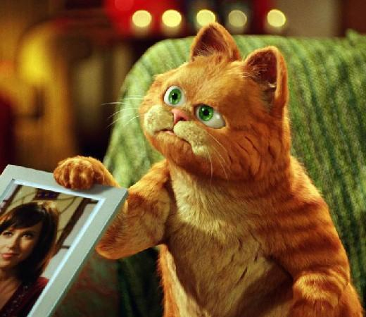 二、加菲猫的饲养环境