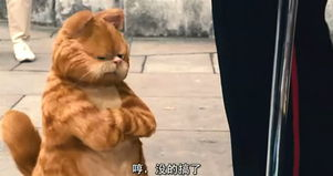 四、加菲猫的日常护理