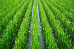 一、青梅不经c1v2玉米的种植优势