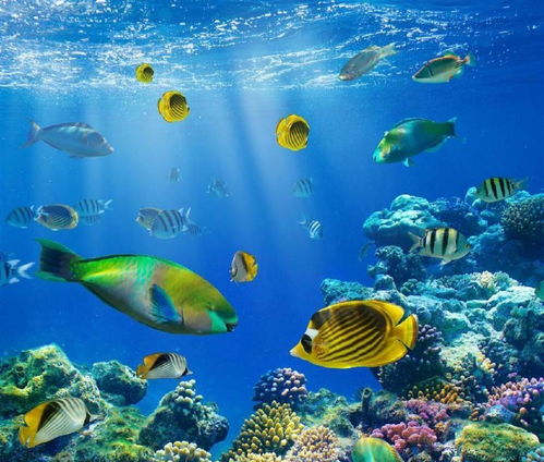 一、认识海洋生态的重要性