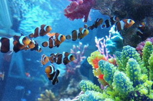 二、海洋生态面临的挑战