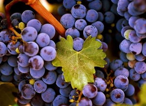 一、葡萄成熟的外观特征与挑选技巧