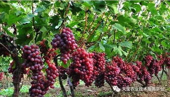 二、葡萄种植的技术要点与管理方法