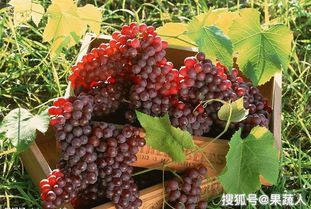 四、葡萄的存储与保鲜方法