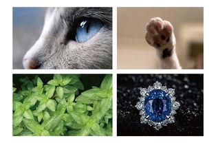 一、torrent种子猫的基本概念与使用方法