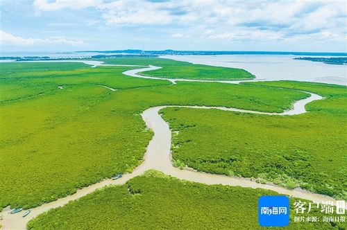 红树林生态保护的重要性与紧迫性