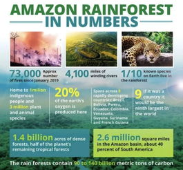 雨林联盟认证：守护地球之肺的绿色勋章与跨境电商的入场券