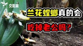 Understanding GST Obligations for Amazon Australia Sellers