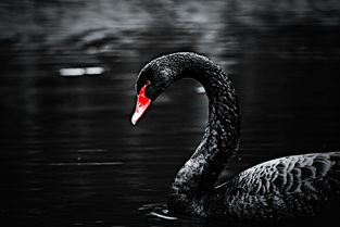 一、 剖析黑天鹅事件对物流网络的致命冲击点