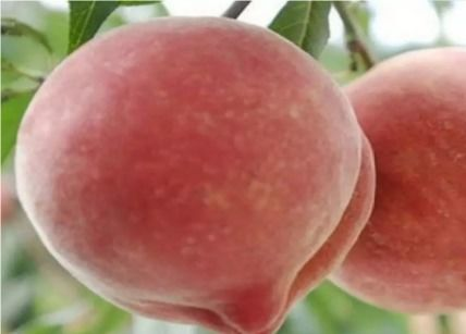 桃子影视网，高清影视资源一站式观看-平台特色与使用指南