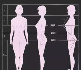 二、如何测量自己的腰围和臀围