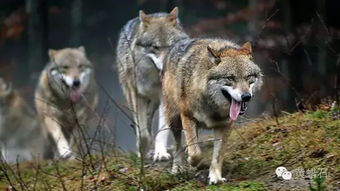 一、狼群神马手机免费影院的优势