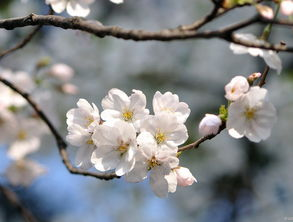 一、樱花影院平台特点