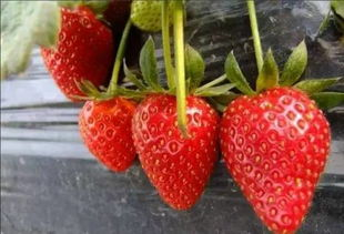 三、草莓运动体验的实践方法