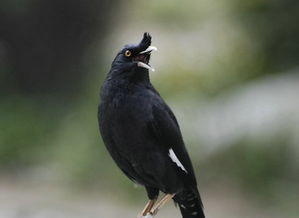 二、如何使用八哥电影网