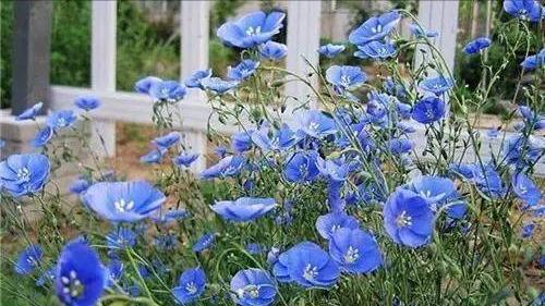 选择合适的野花种类