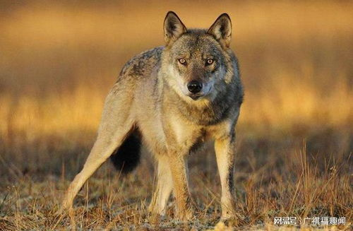 一、狼群影院高清版的特色优势