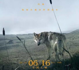 二、如何使用狼群影院高清版免费看电影