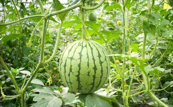 一、了解西瓜视频的特点与优势