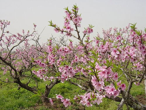 二、初入桃花的浪漫与现实