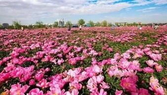 四、野花影视大全的优势