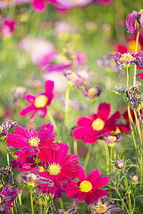 一、韩国野花摄影的独特之处