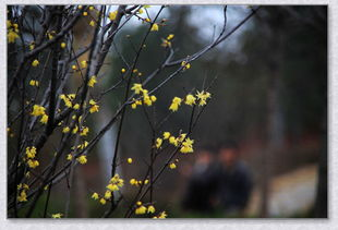二、日本野花摄影的精致美学