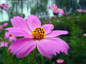 四、野花摄影的技巧分享