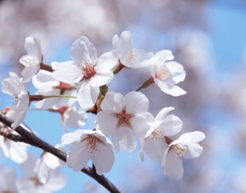 二、角色塑造与樱花情感共鸣